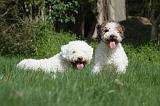 LAGOTTO 003